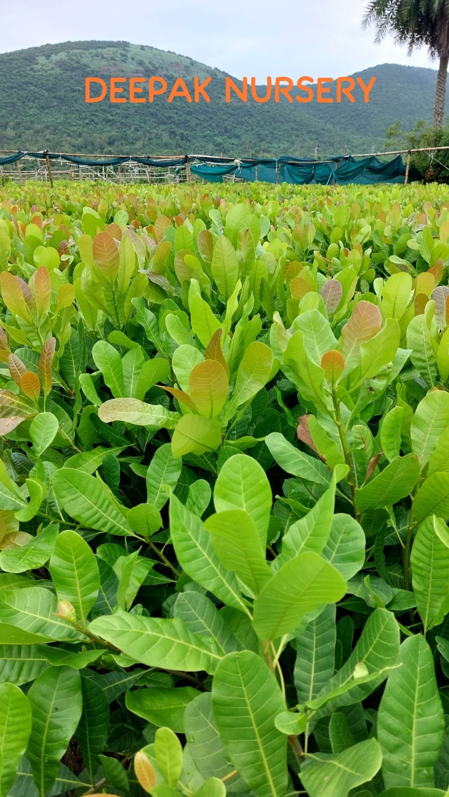 WhatsApp Image 2025-11-15 at 12.04.51 PM.jpeg