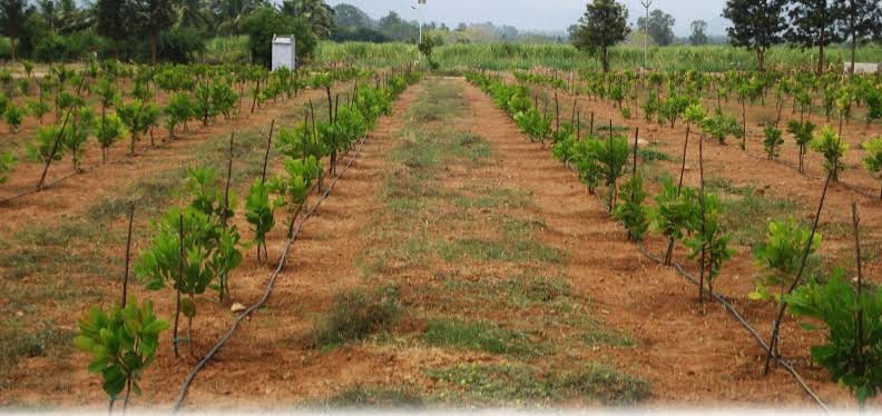 WhatsApp Image 2025-11-15 at 12.05.58 PM.jpeg