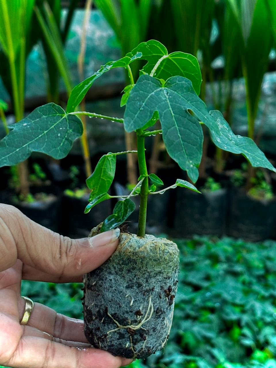 WhatsApp Image 2025-11-25 at 11.26.03 AM(1).jpeg