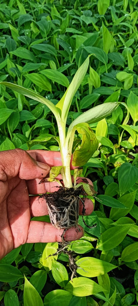 WhatsApp Image 2025-11-25 at 11.31.42 AM.jpeg