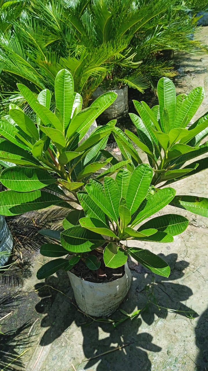 WhatsApp Image 2026-01-10 at 4.38.33 PM.jpeg