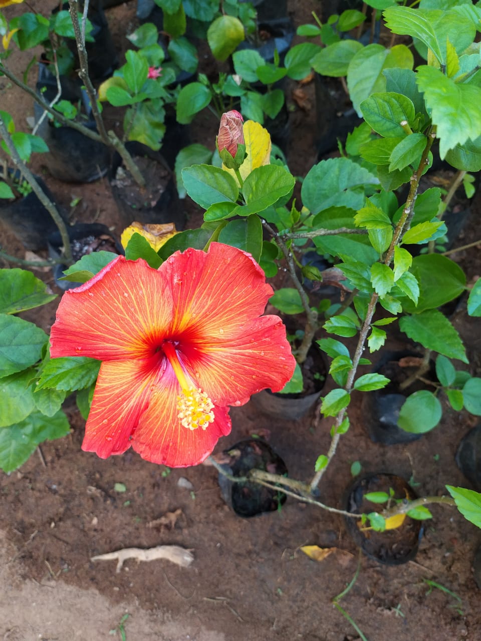 WhatsApp Image 2025-11-18 at 5.19.17 PM.jpeg