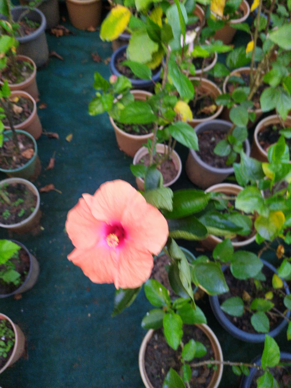 WhatsApp Image 2025-11-18 at 5.19.14 PM.jpeg