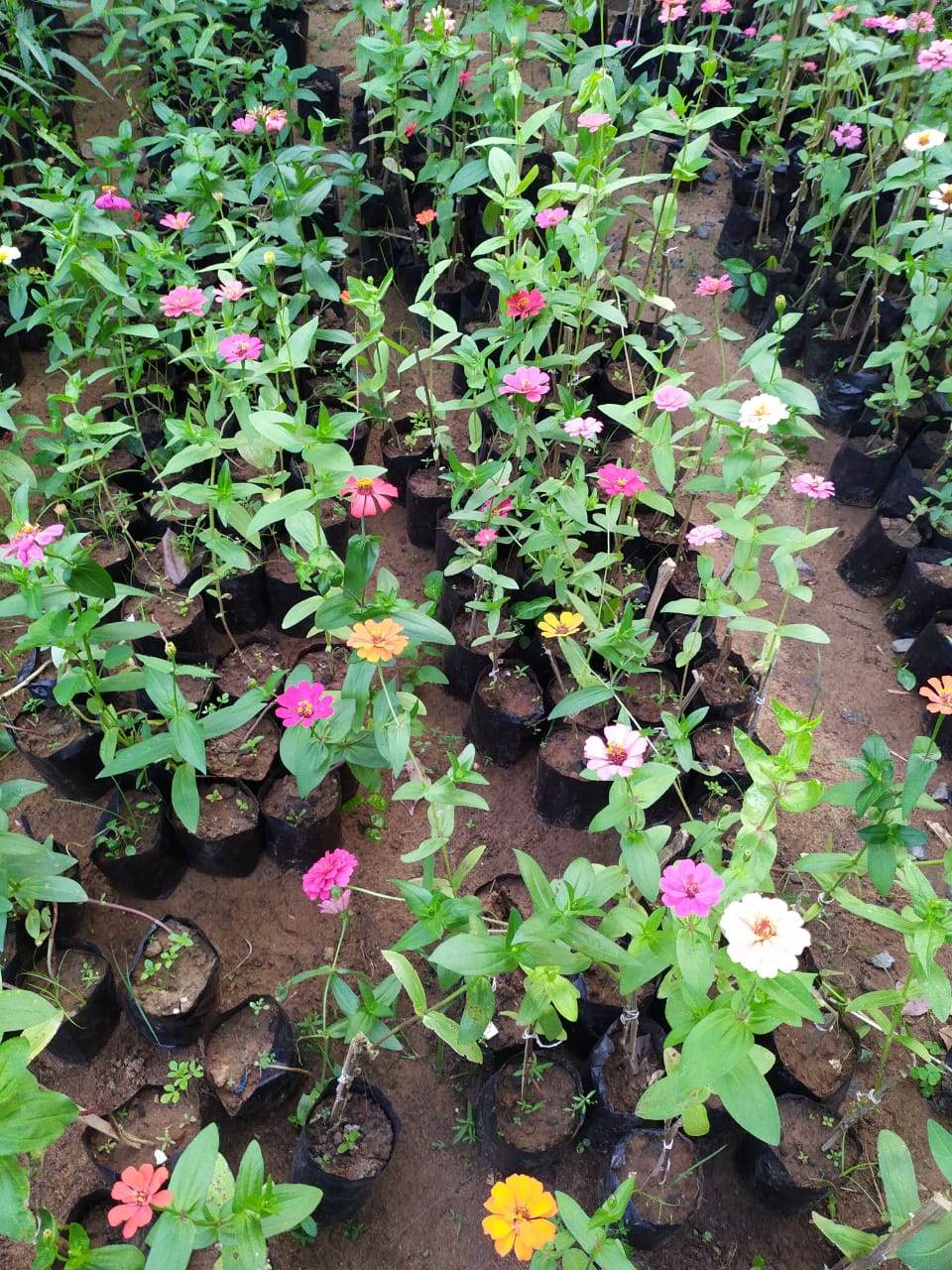 WhatsApp Image 2025-11-18 at 5.19.40 PM.jpeg